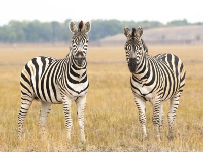 Mountain-Zebra-National-Park--South-Africa-797521678813149