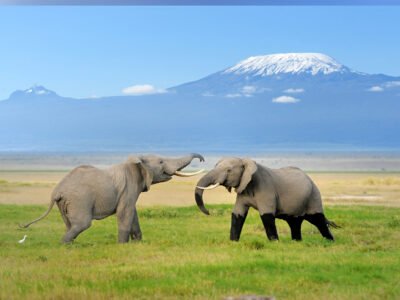 Two-elephants-with-Mount-Kilimanjaro-in-the-backgrund-in-Tanzania-647341530782046