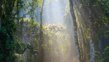 Bwindi-Impenetrable-National-Park-10
