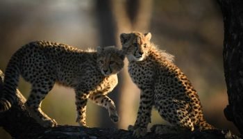Cheetahs-in-Kruger-National-Park