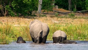 Elephants-Kazuma-Forest-Reserve