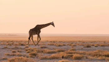 Giraffe-in-Etosha-Namibia-1