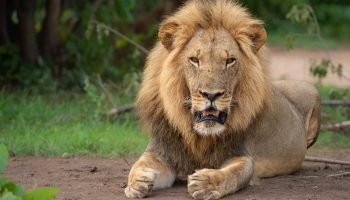 Lion-in-Hwange-Zimbabwe7