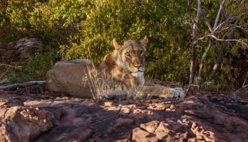 Lioness-in-Hwange-Zimbabwe