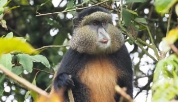 Rwanda-Gorilla-Safari-6-1