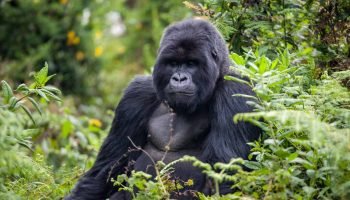 Rwanda-Gorilla-Safari-6