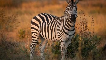 Zebra-in-Hwange-Zimbabwe