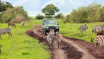Zebra-in-Masai-Mara