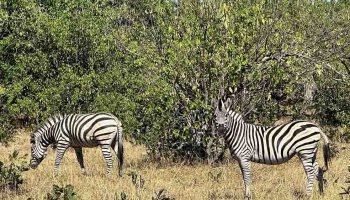Zebras-in-Hwange-Zimbabwe
